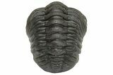 Wide, Curled Morocops Trilobite - Morocco #224075-2
